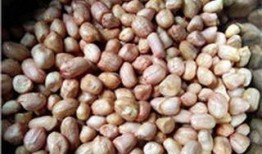 五香花生爆料视频大全集,揭秘美食背后的故事